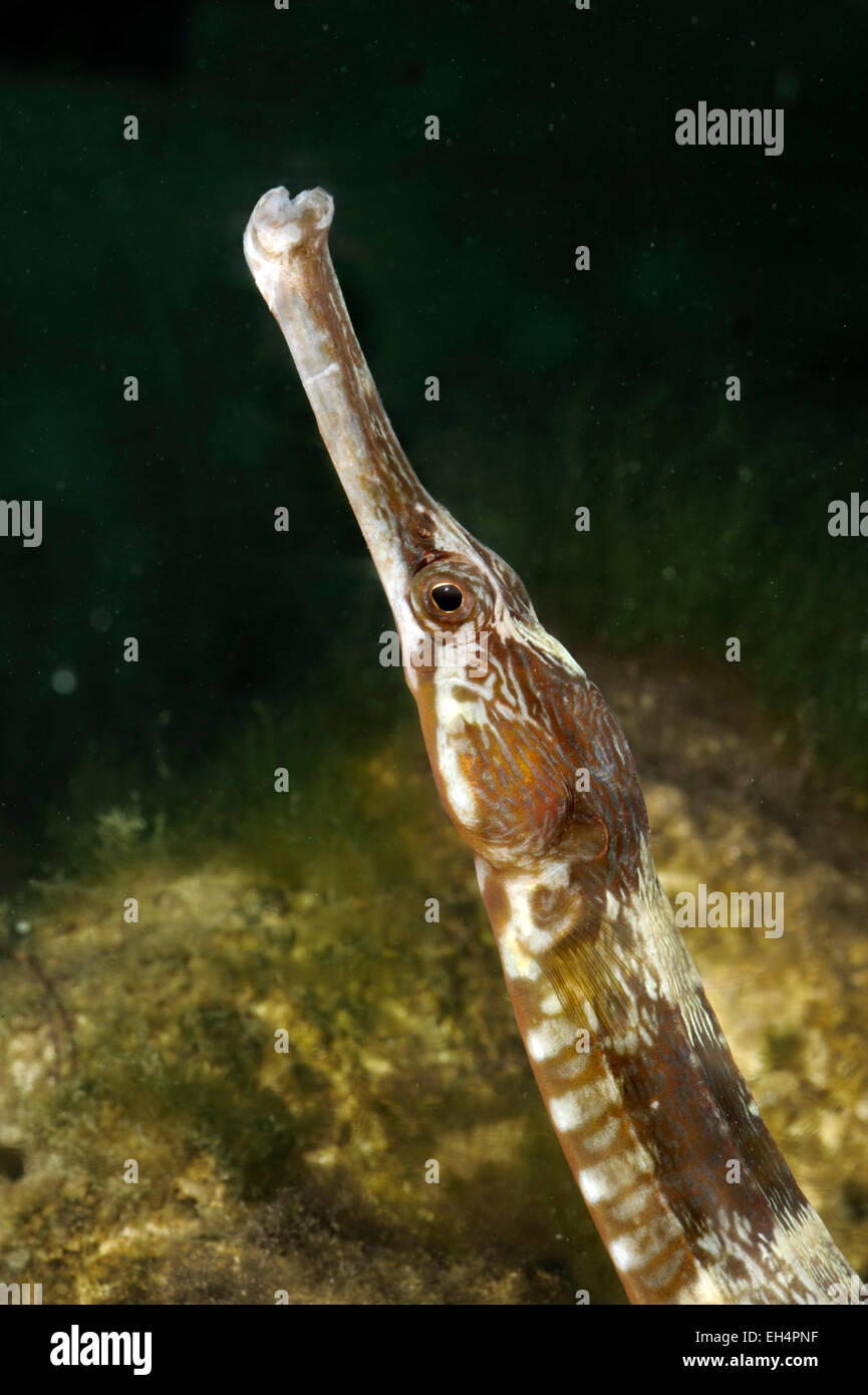 Ocean pipefish hires stock photography and images Alamy