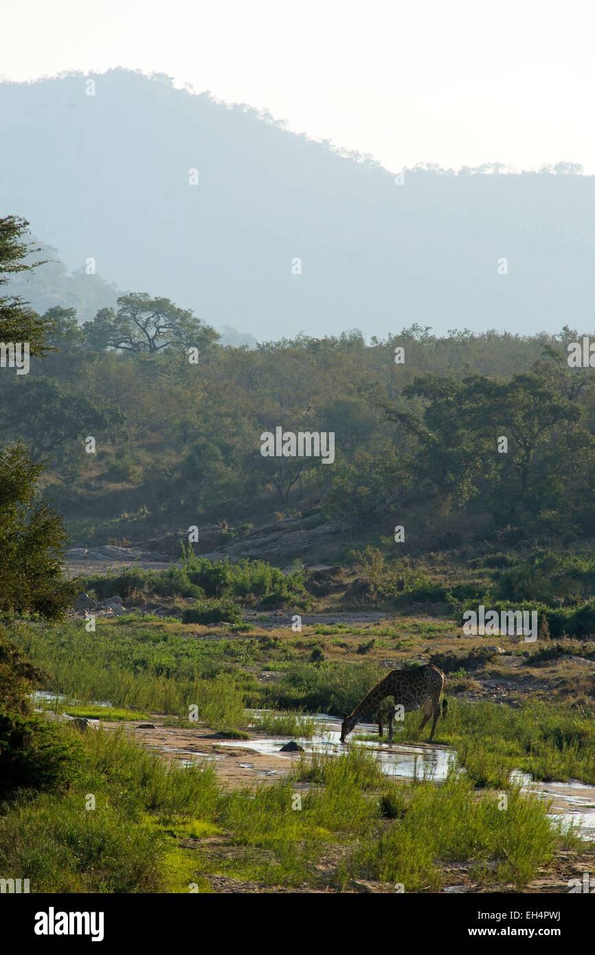 South Africa, Mpumalanga, Kruger National Park, giraffe (Camelopardus) Stock Photo