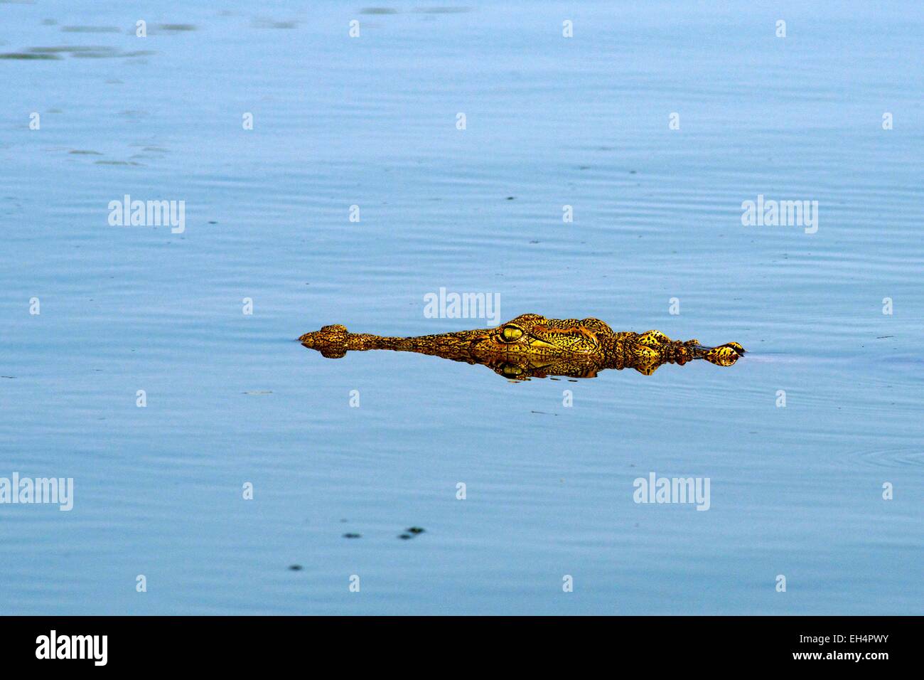 South Africa, Mpumalanga, Kruger National Park, Nile Crocodiles (Crocodylus niloticus) Stock Photo