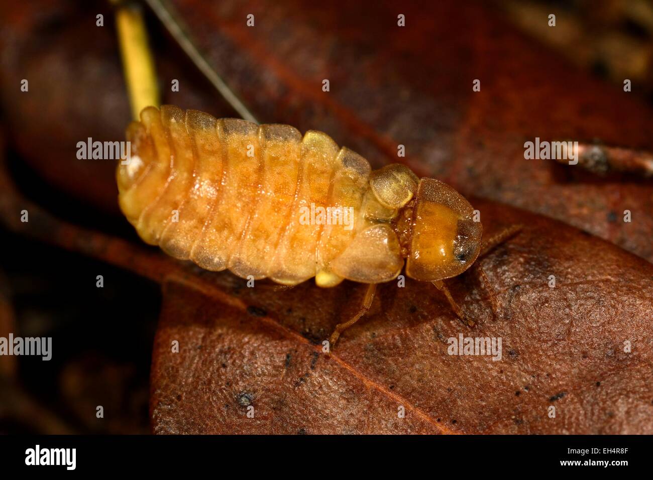 France, Var, Sanary, forest, Lampyris noctiluca, female Stock Photo