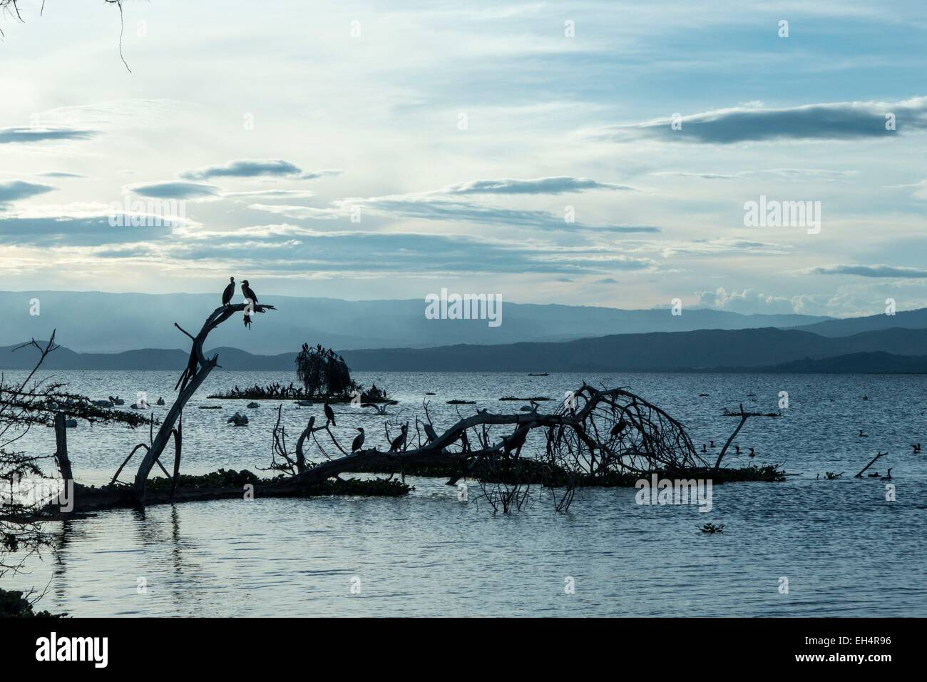 Kenya, lake Naivasha and dead trees, flooded in 2014 Stock Photo