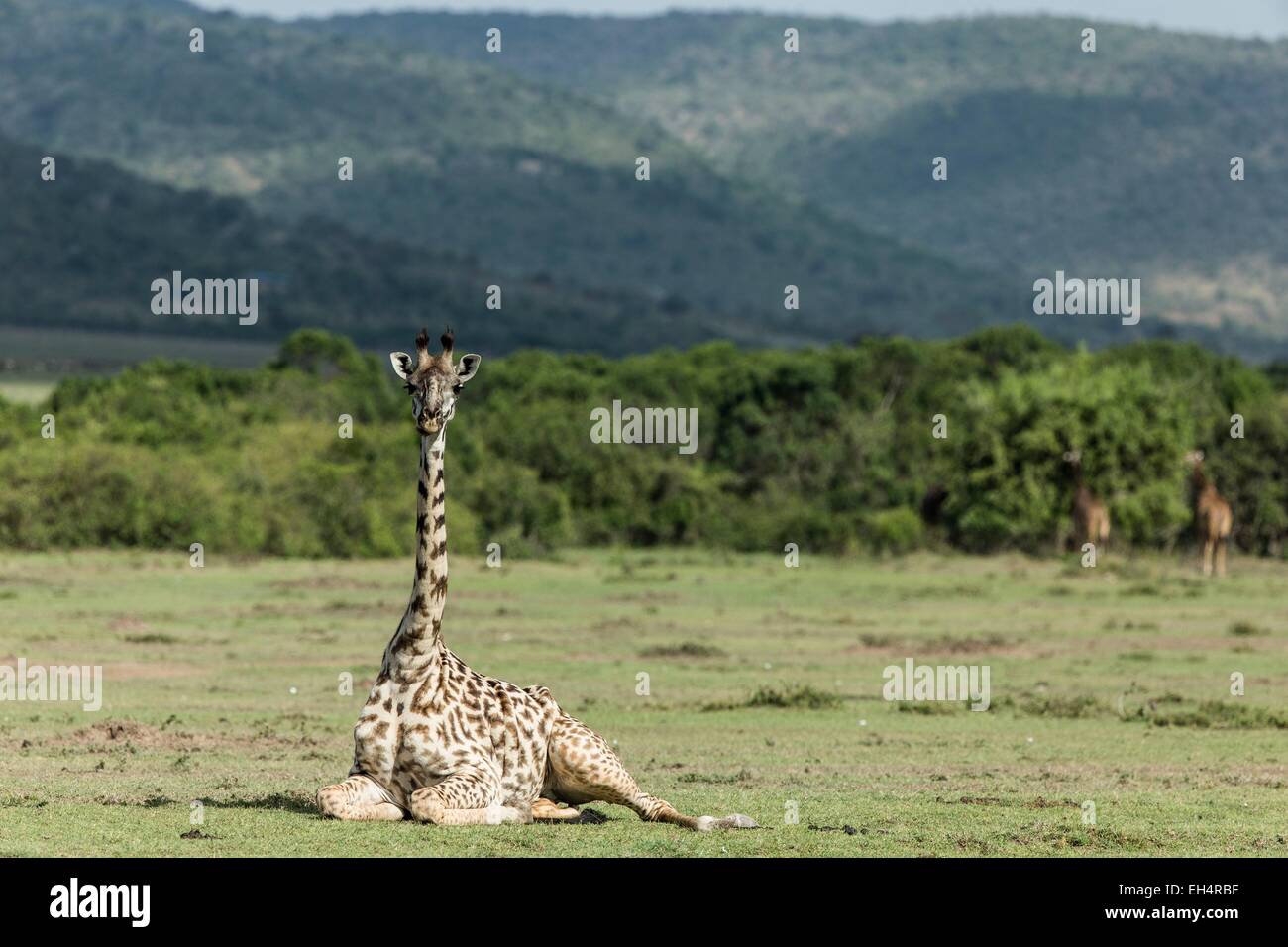 Kenya, Masai Mara Game Reserve, Girafe masai (Giraffa camelopardalis), resting Stock Photo