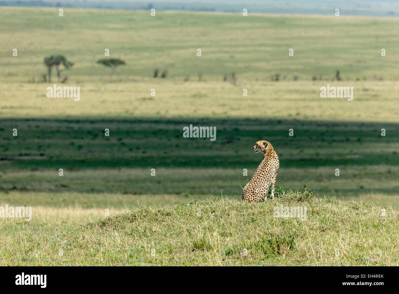 Kenya, Masai Mara game Reserve, cheetah (Acinonyx jubatus), female Stock Photo