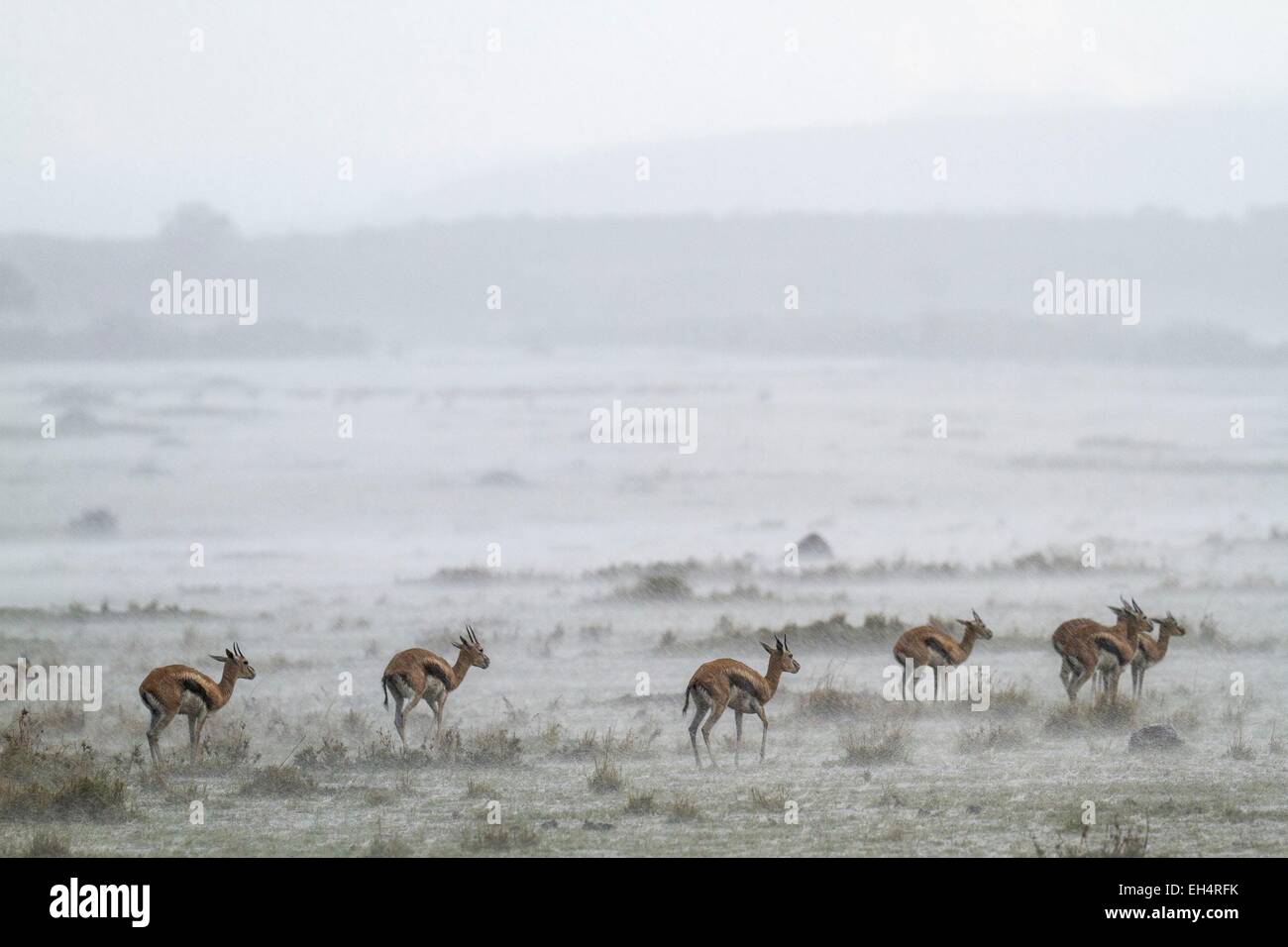 Thomsons gazelle herd hi-res stock photography and images - Alamy