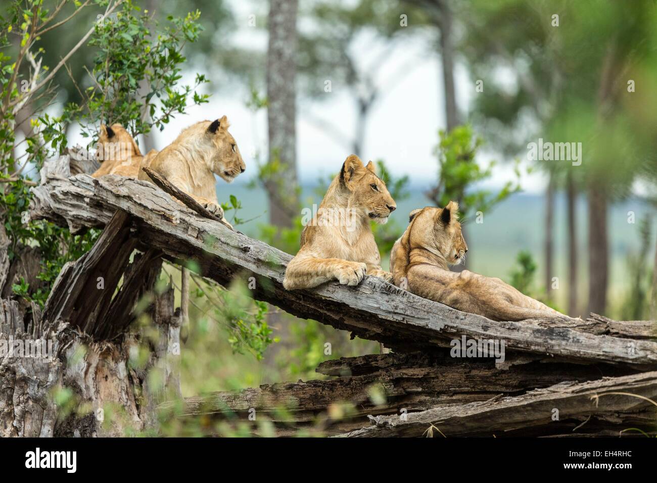 Kenya, Masai Mara game Reserve, lion (Panthera leo), young ones from a ...
