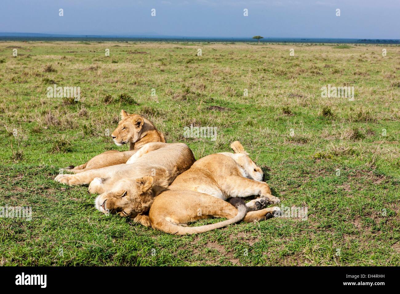 Kenya, Masai Mara game Reserve, lion (Panthera leo), female and young ...