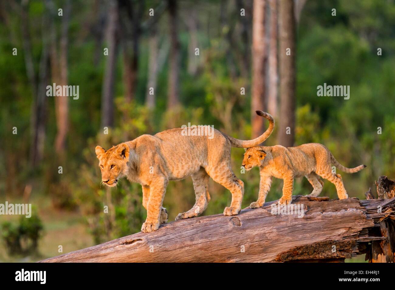 Kenya, Masai Mara game Reserve, lion (Panthera leo), youngs playing ...