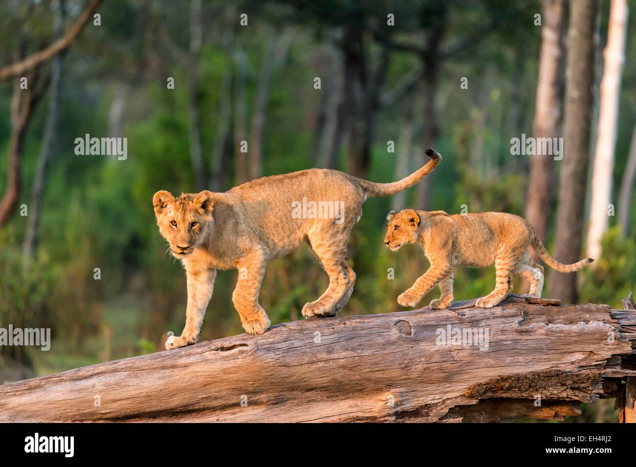 Kenya, Masai Mara game Reserve, lion (Panthera leo), youngs playing ...