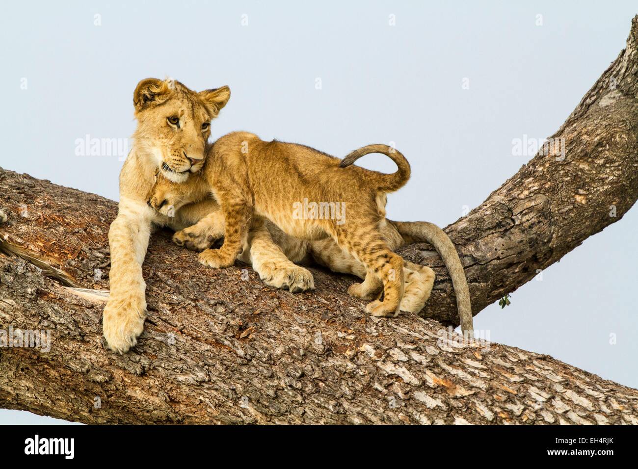 Kenya, Masai Mara game Reserve, lion (Panthera leo), cubs playing Stock ...