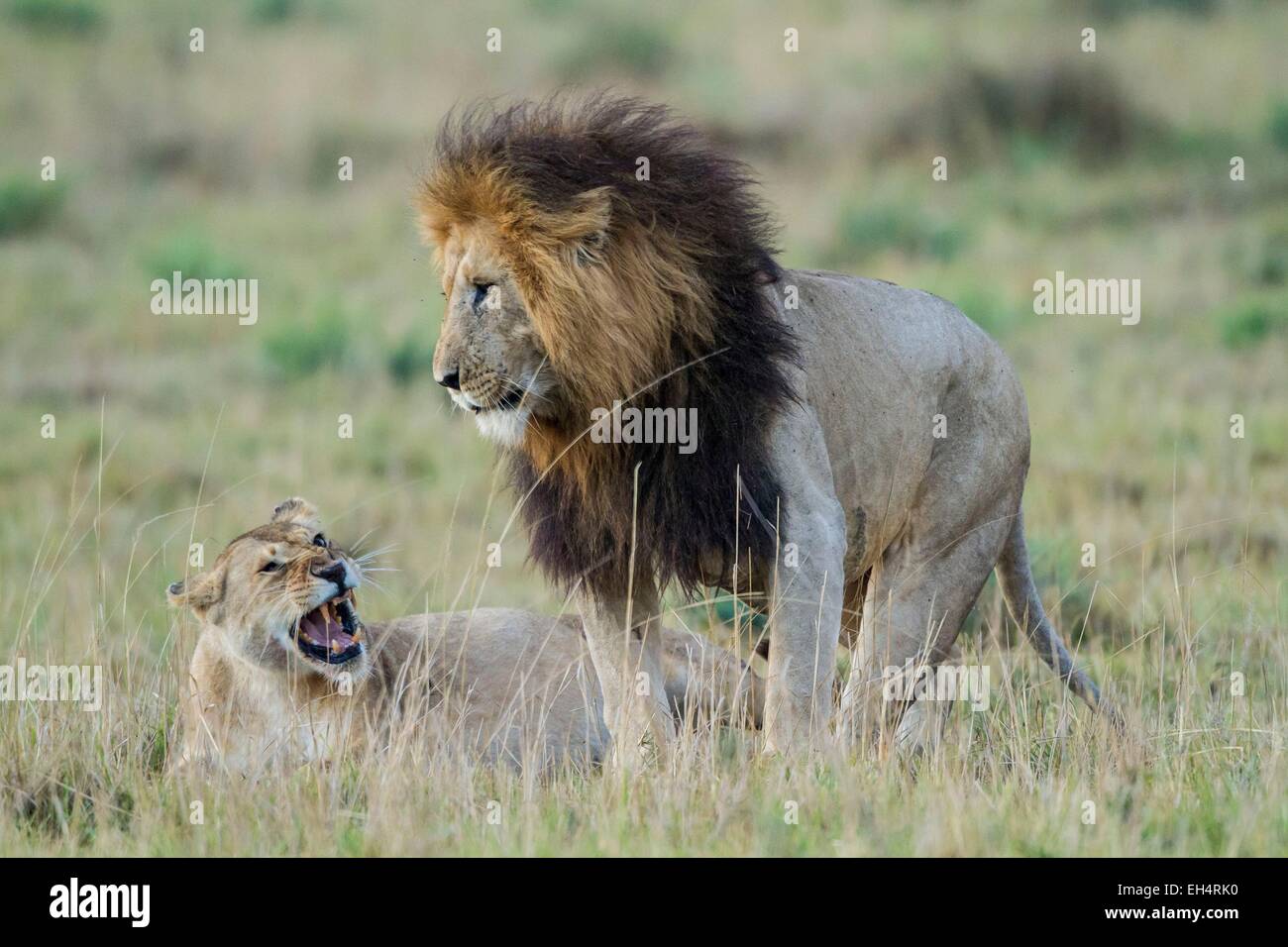 Kenya, Masai Mara game Reserve, lion (Panthera leo), mating Stock Photo ...