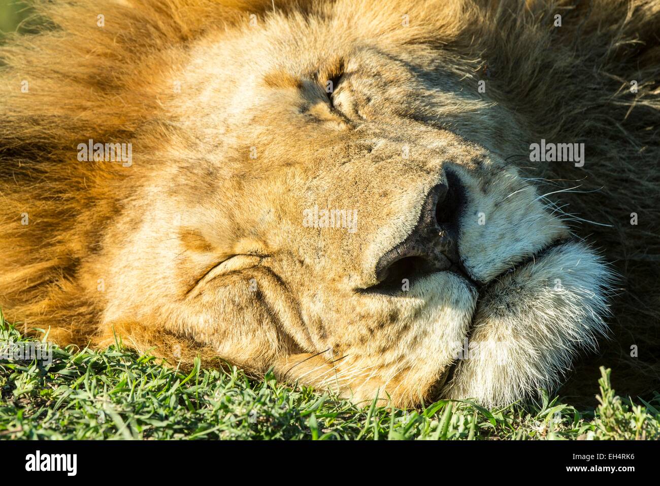 Kenya, Masai Mara game Reserve, lion (Panthera leo), male resting Stock ...