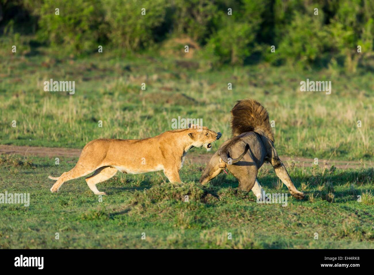 Kenya, Masai Mara game Reserve, lion (Panthera leo), end of a mating ...
