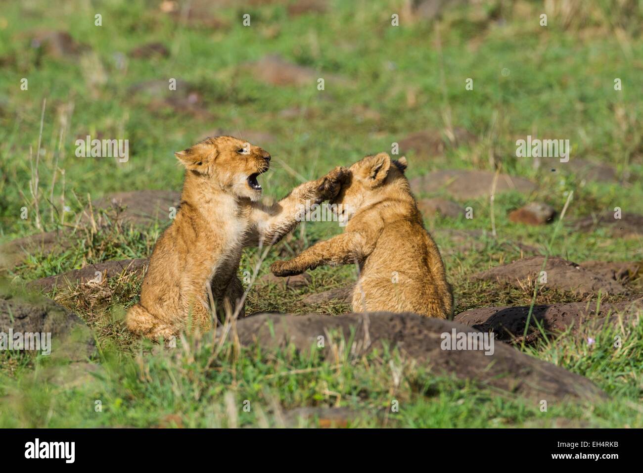 Kenya, Masai Mara game Reserve, lion (Panthera leo), youngs playing ...