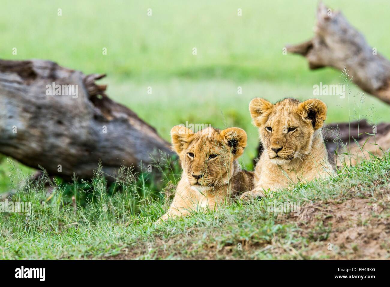 Kenya, Masai Mara game Reserve, lion (Panthera leo), young ones Stock ...