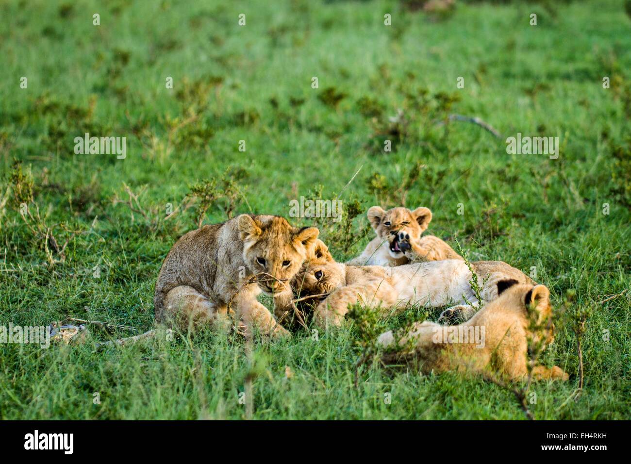 Kenya, Masai Mara game Reserve, lion (Panthera leo), very young cubs ...