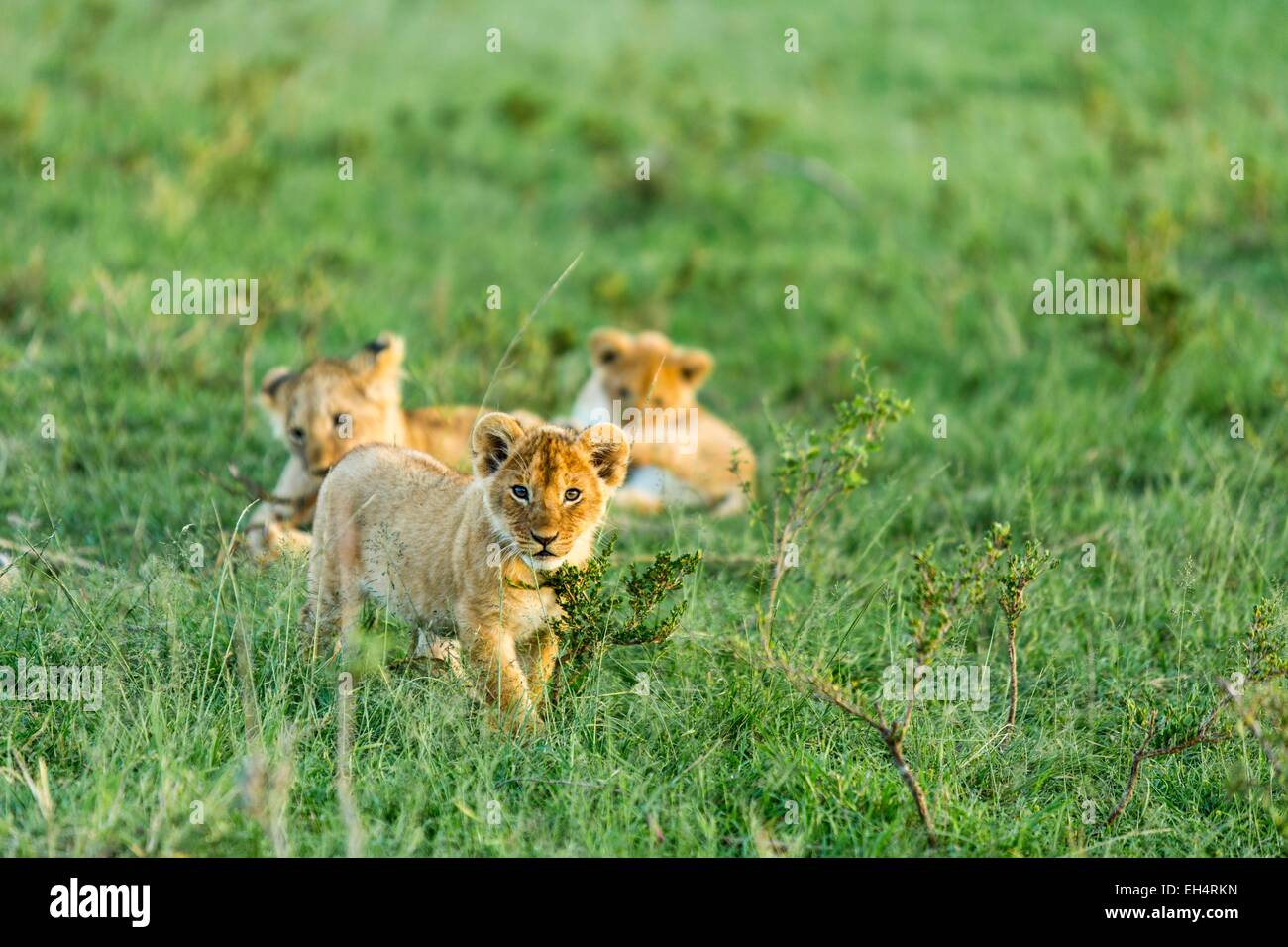 Kenya, Masai Mara game Reserve, lion (Panthera leo), very young cubs ...