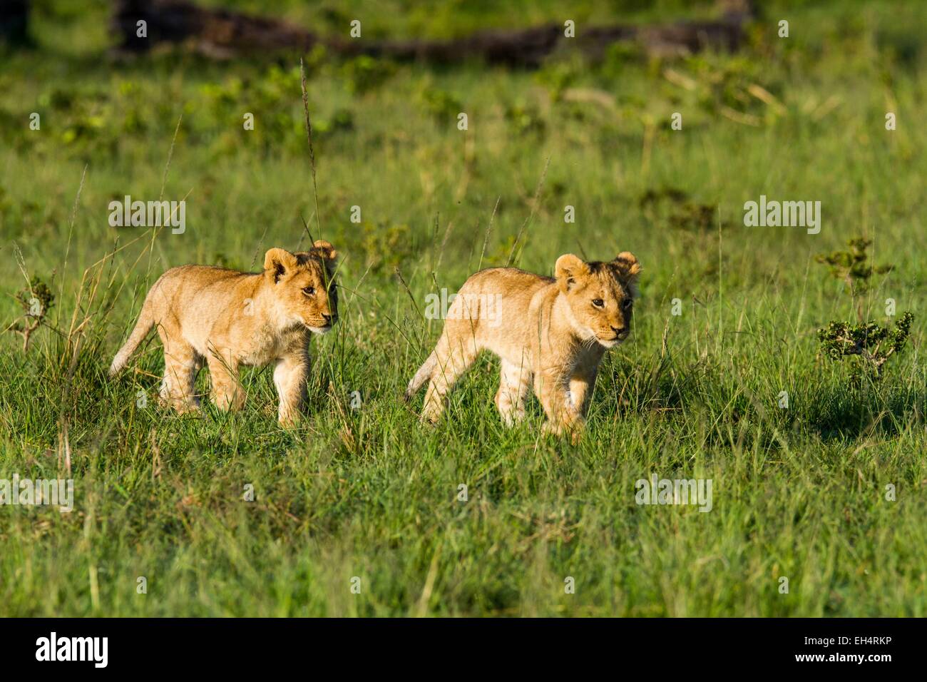 Kenya, Masai Mara game Reserve, lion (Panthera leo), very young cubs ...
