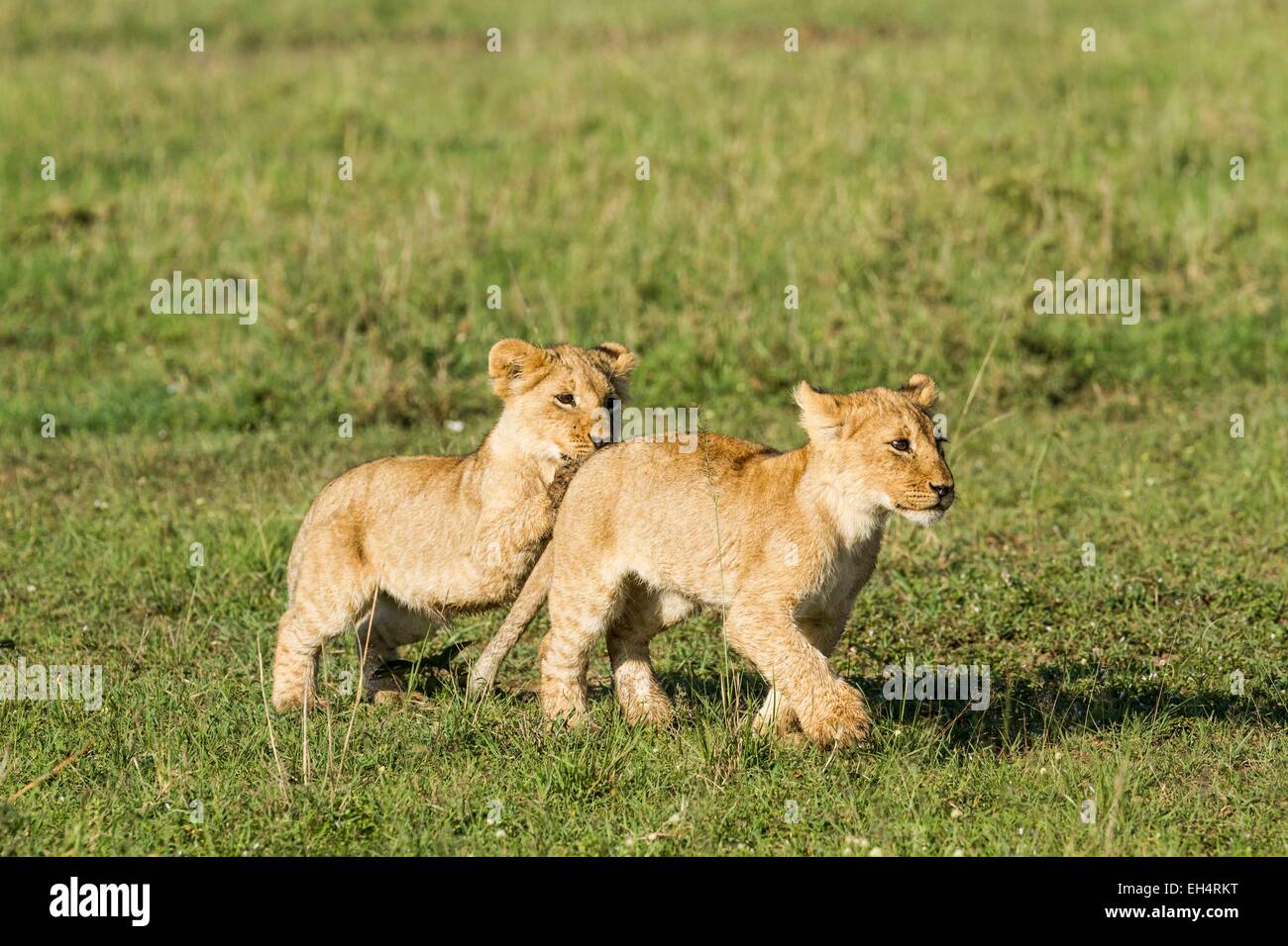 Kenya, Masai Mara game Reserve, lion (Panthera leo), very young cubs ...