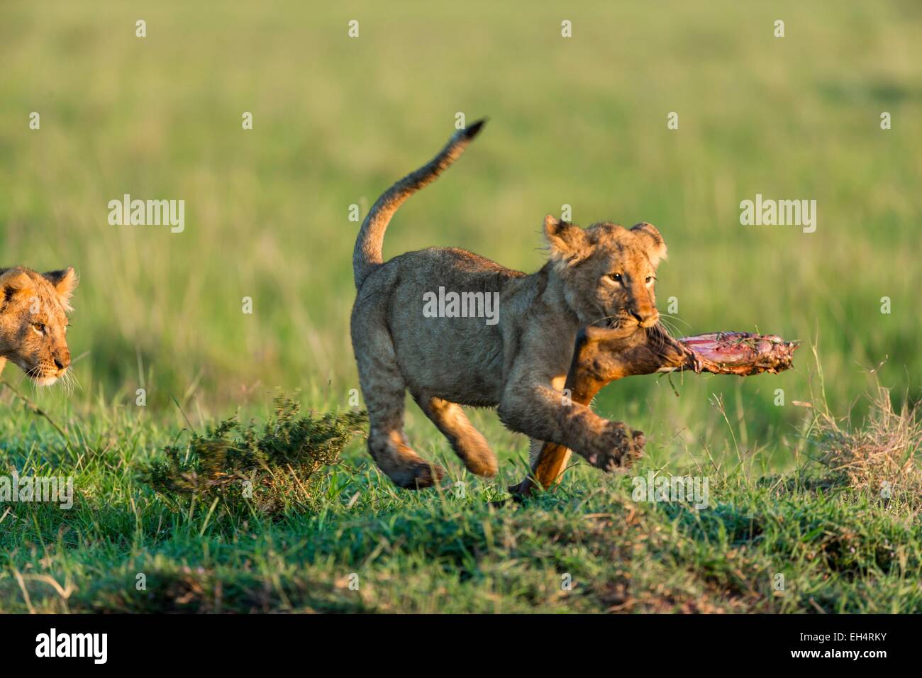 Kenya, Masai Mara game Reserve, lion (Panthera leo), young cubs playing ...