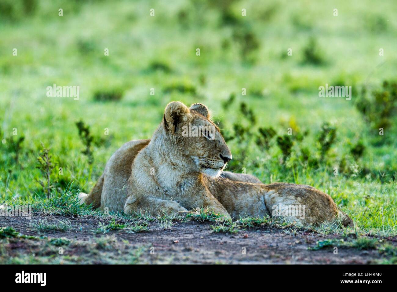 Kenya, Masai Mara game Reserve, lion (Panthera leo), young ones resting ...