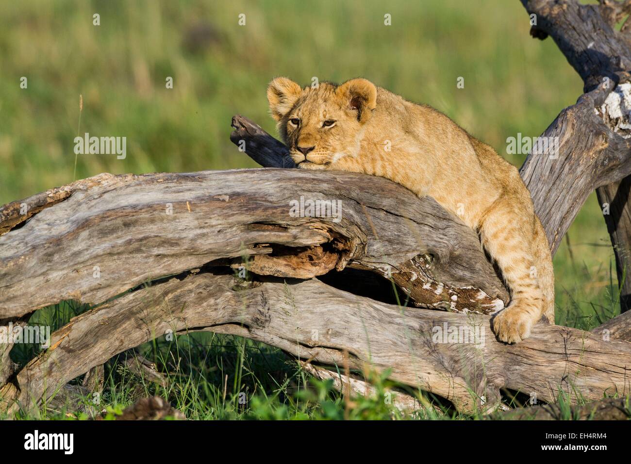 Kenya, Masai Mara game Reserve, lion (Panthera leo), young one resting ...
