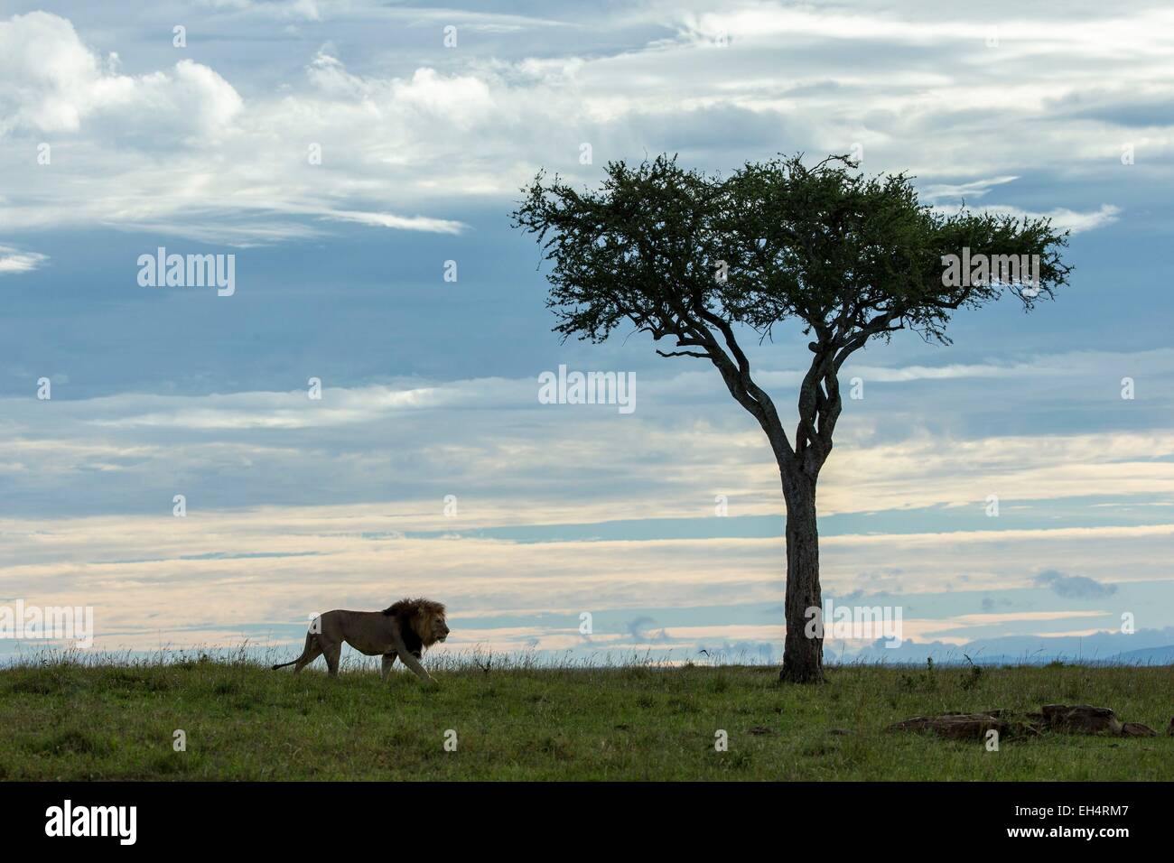 Kenya, Masai Mara game Reserve, lion (Panthera leo), male Stock Photo ...