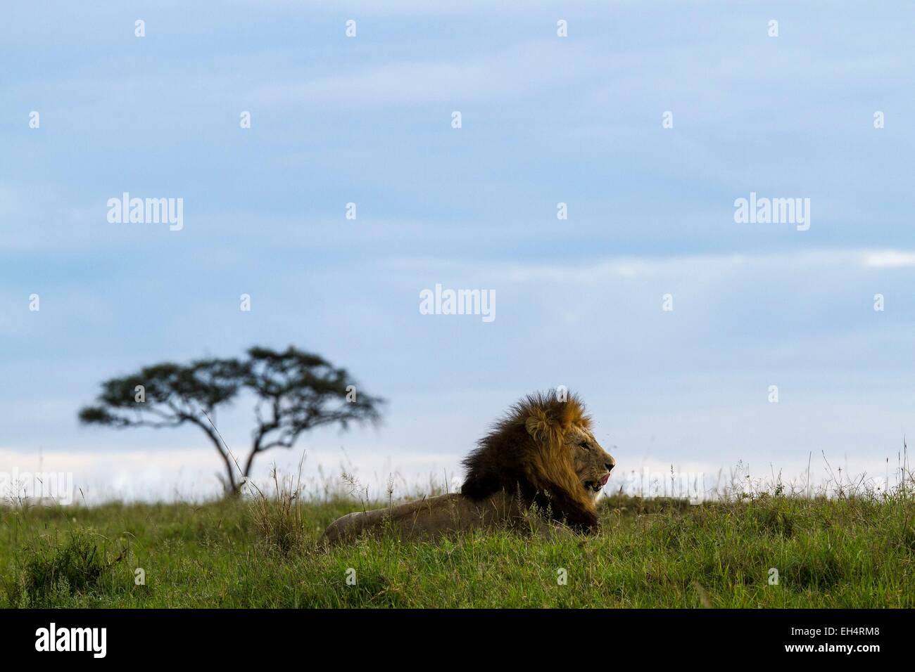 Kenya, Masai Mara game Reserve, lion (Panthera leo), male Stock Photo ...