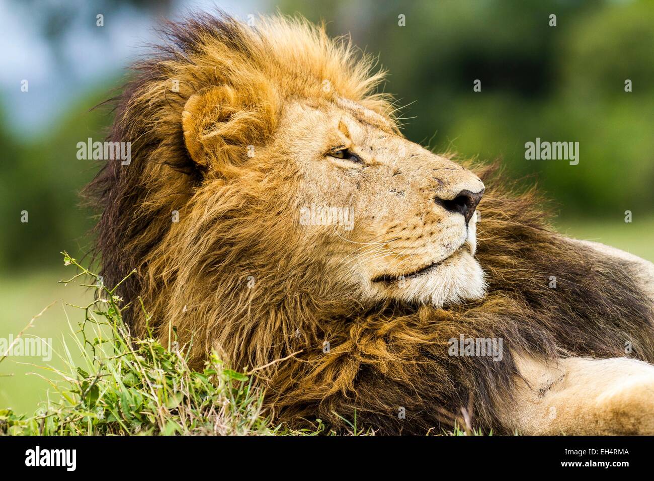 Kenya, Masai Mara game Reserve, lion (Panthera leo), male resting Stock ...