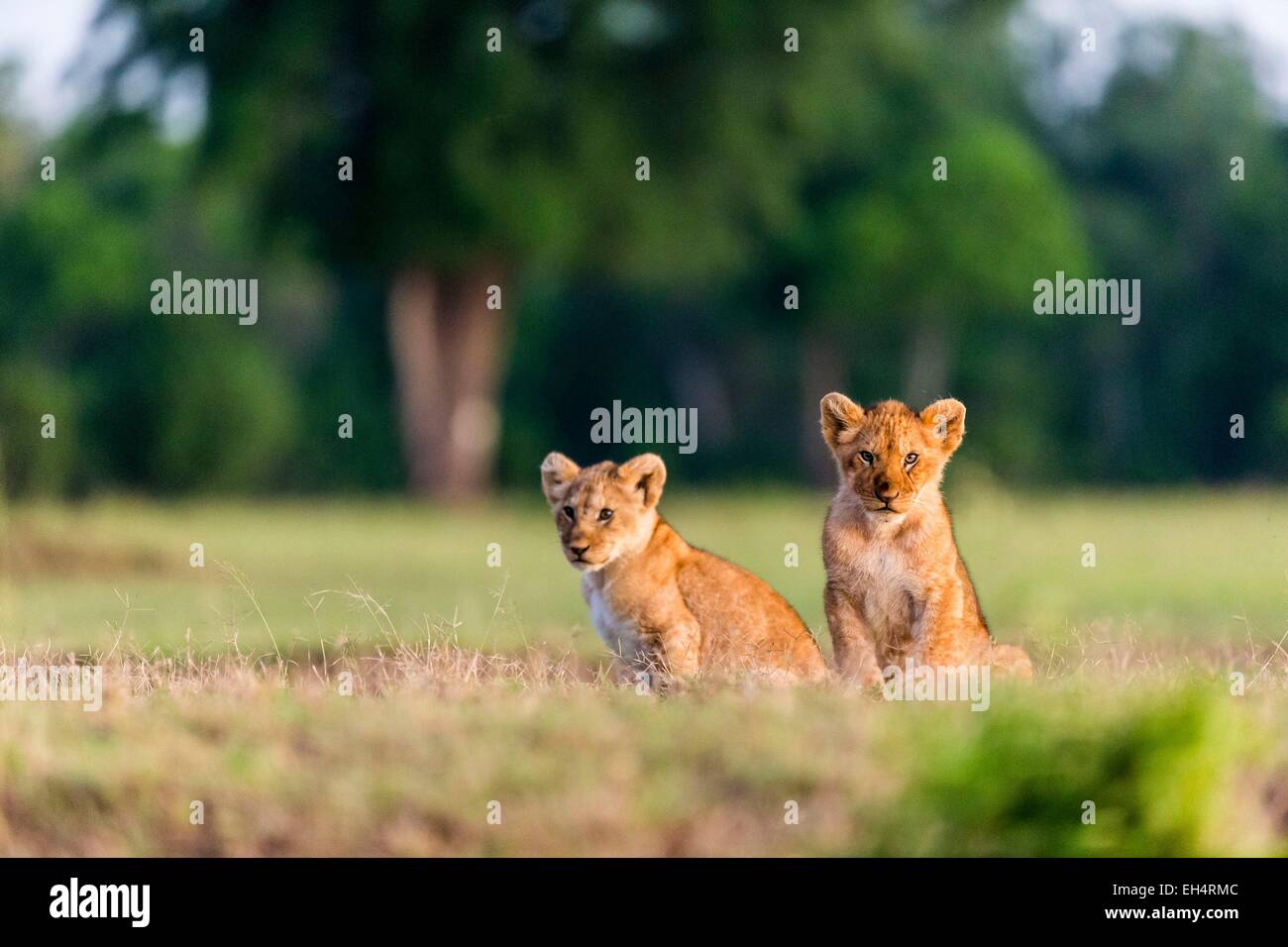 Kenya, Masai Mara game Reserve, lion (Panthera leo), young cubs at ...