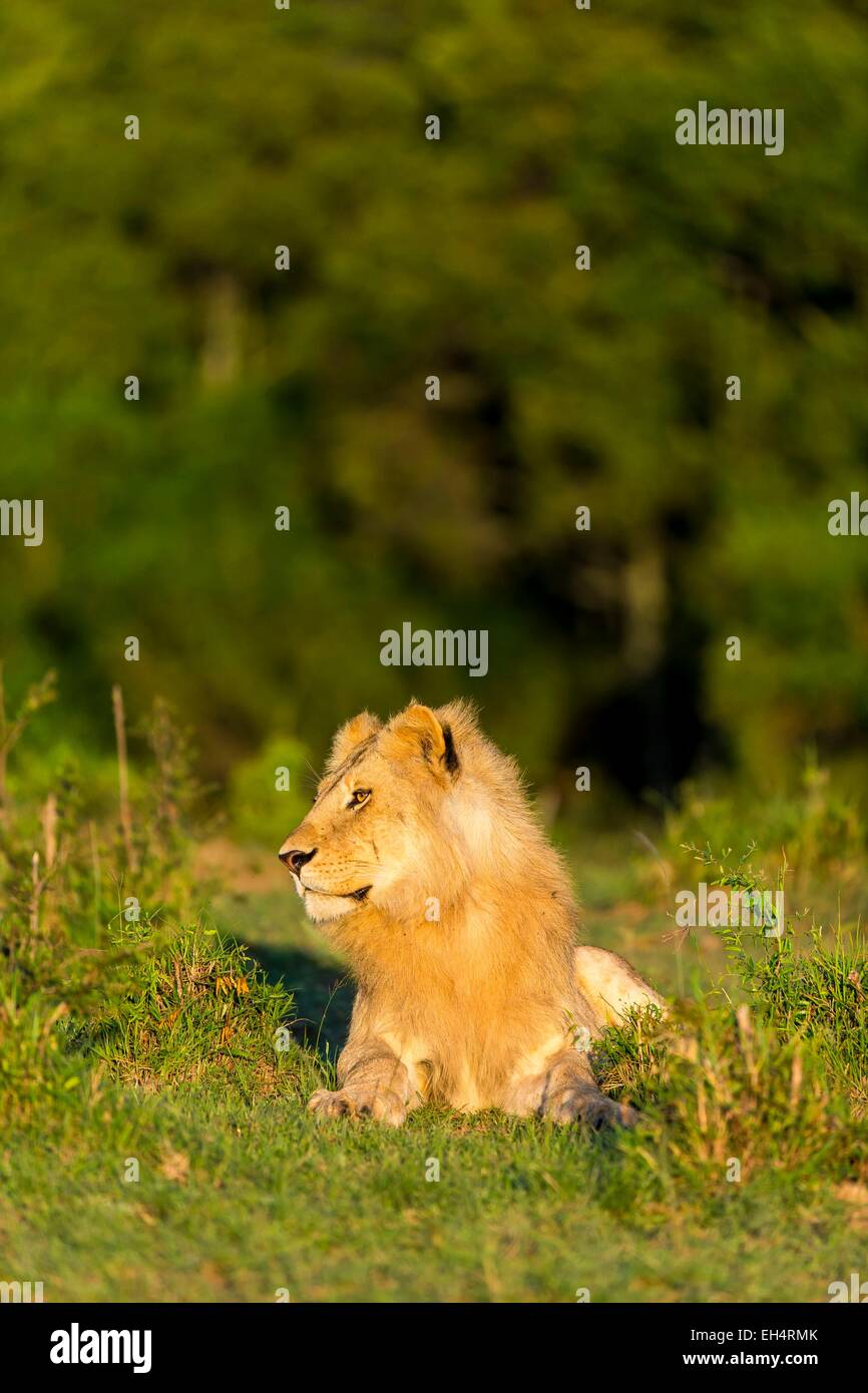 Kenya, Masai Mara game Reserve, lion (Panthera leo), male Stock Photo ...