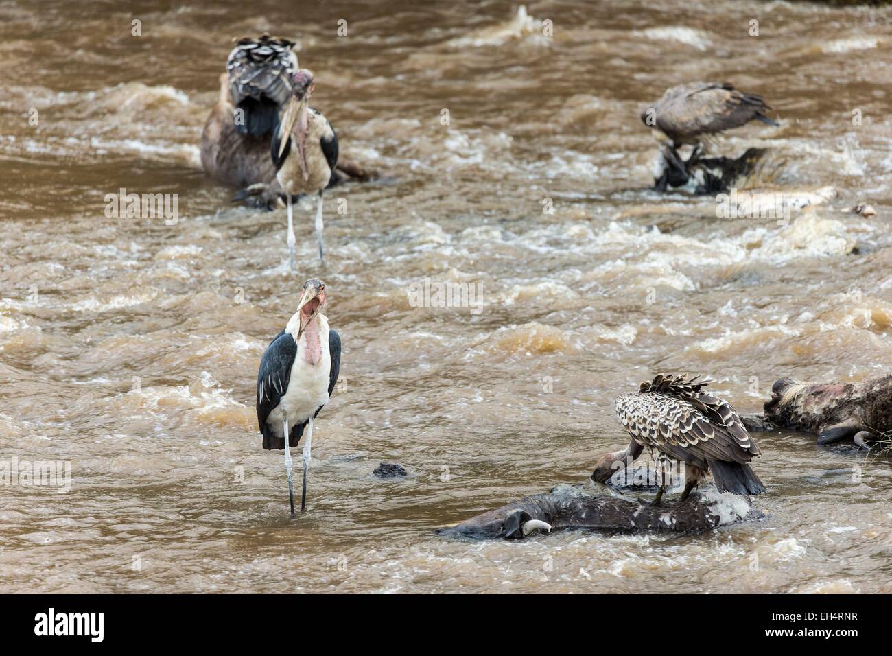 Kenya, Masai Mara game Reserve, Marabou stork (Leptoptilos crumeniferus) and vultures, feeding on dead wildebeest Stock Photo
