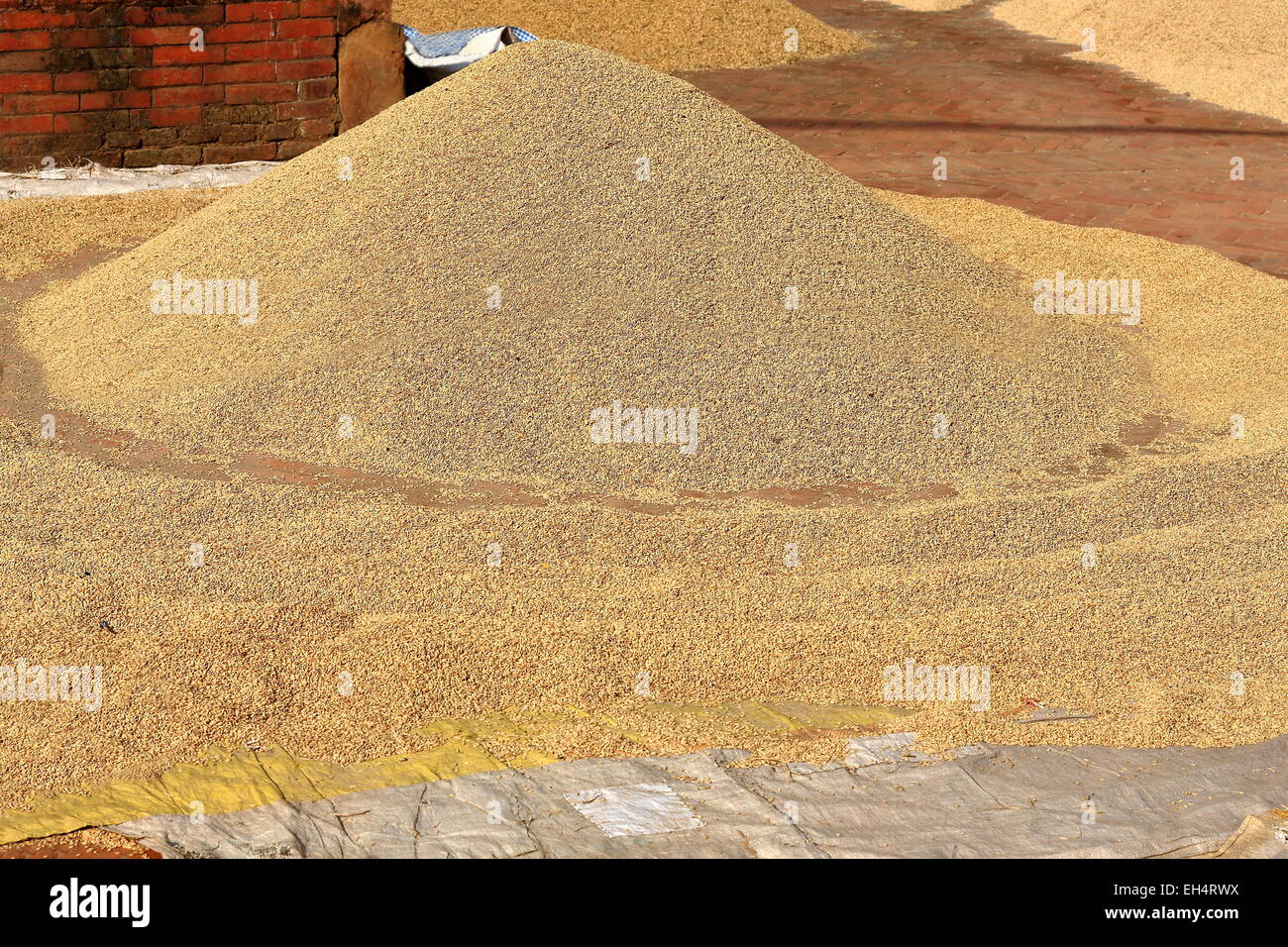 Paddy rice sundrying laid on a plastic raffia mat on the red brick floor-small square in the Tribheni Ghat-Khware area-Panauti. Stock Photo
