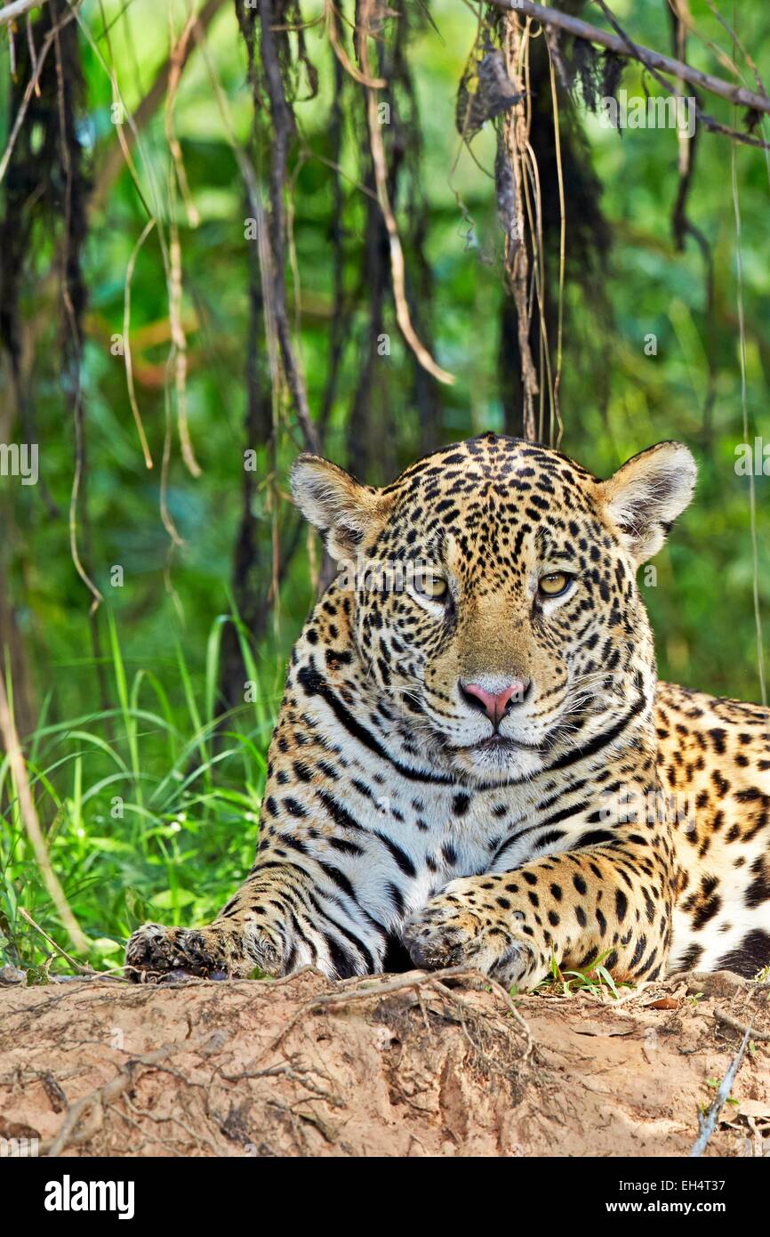 Brazil, Mato Grosso, Pantanal region, jaguar (Panthera onca), relaxing on the edge of a river Stock Photo