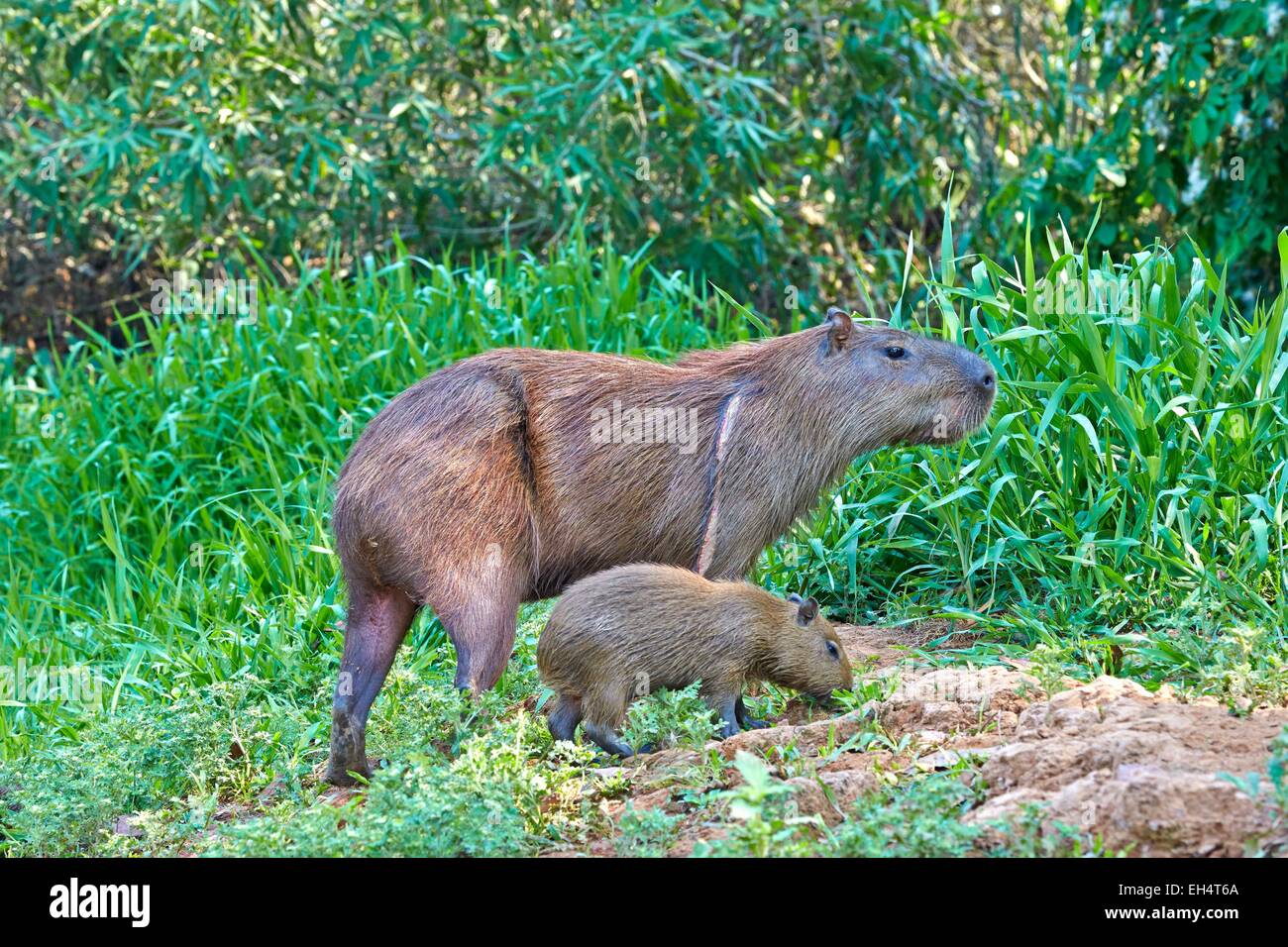 3dRose Brazil, Pantanal A capybara walking proudly. - Key Chains, 2.25 by  2.25-inch, set of 2 