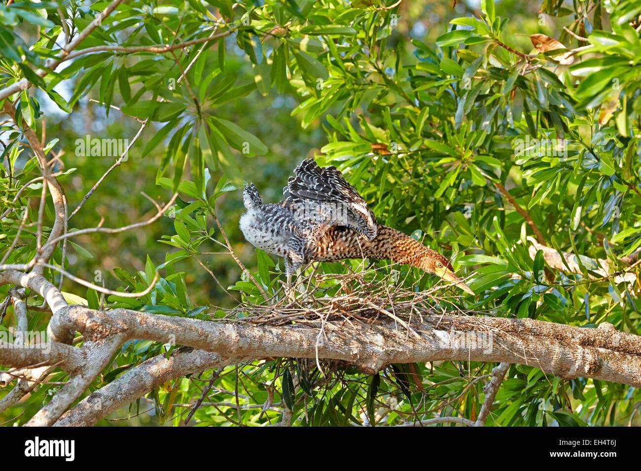 Brazil, Mato Grosso, Pantanal region, Rufescent Tiger Heron (Tigrisoma ...