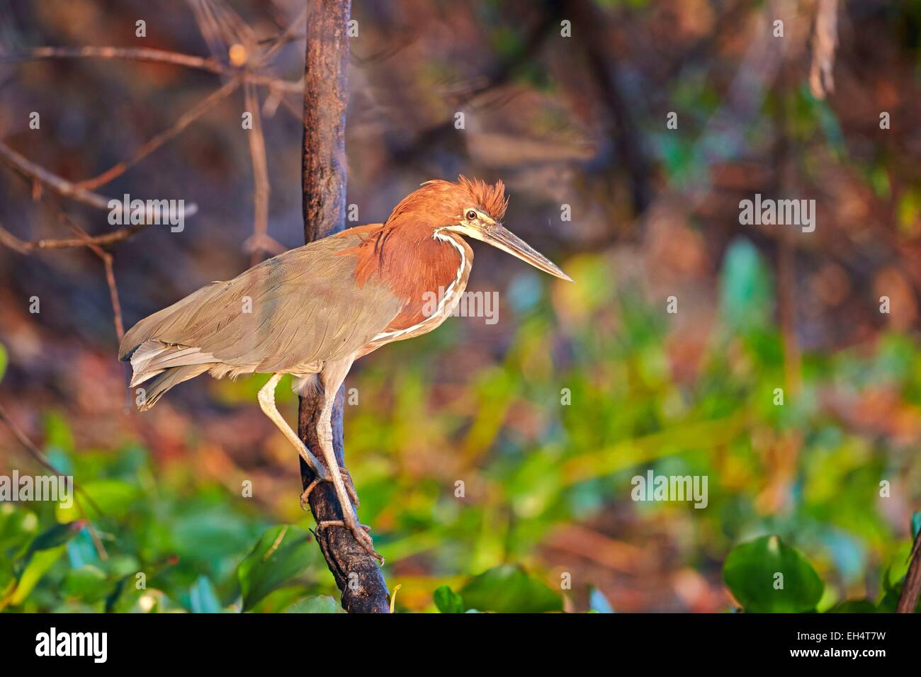 Brazil, Mato Grosso, Pantanal region, Rufescent Tiger Heron (Tigrisoma ...