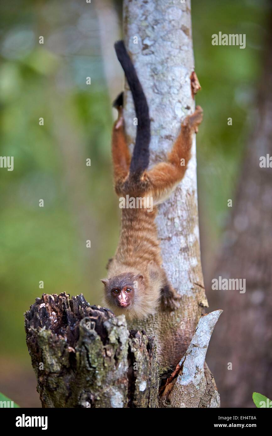 https://c8.alamy.com/comp/EH4T8A/brazil-mato-grosso-pantanal-region-black-tailed-marmoset-mico-melanurus-EH4T8A.jpg