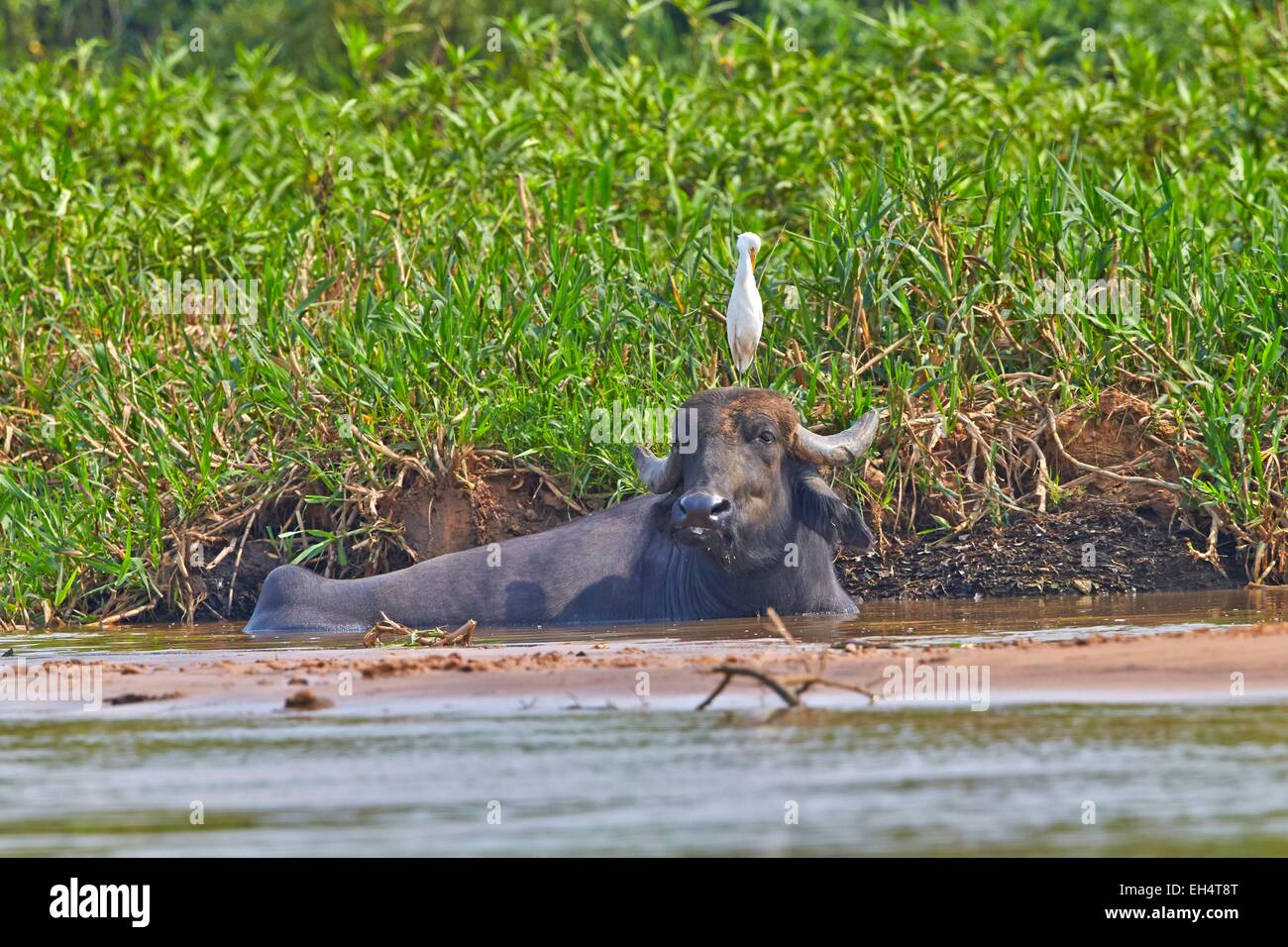 Brazil, Mato Grosso, Pantanal region, Water buffalo or Domestic Asian water buffalo (Bubalus bubalis) with a Cattle egret (Bubulcus ibis) on the back Stock Photo