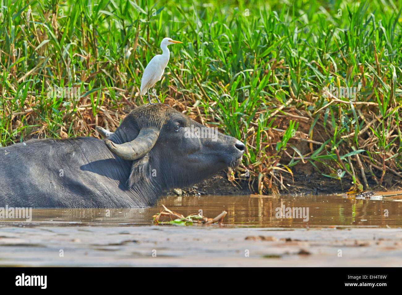 Brazil, Mato Grosso, Pantanal region, Water buffalo or Domestic Asian water buffalo (Bubalus bubalis) with a Cattle egret (Bubulcus ibis) on the back Stock Photo