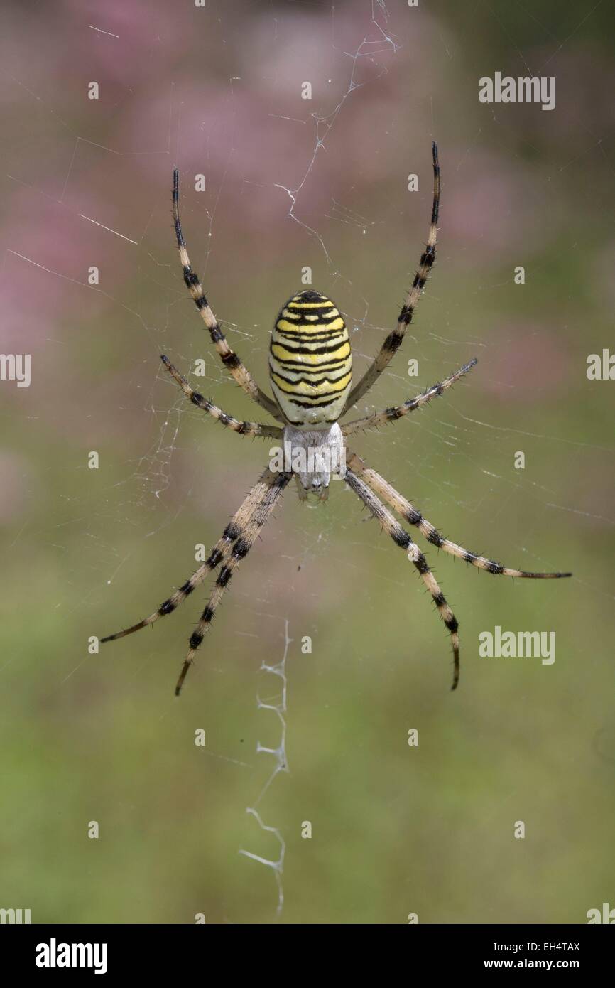 France, Vendee, spider, Argiope Hornet (Argiope bruennichi) Stock Photo