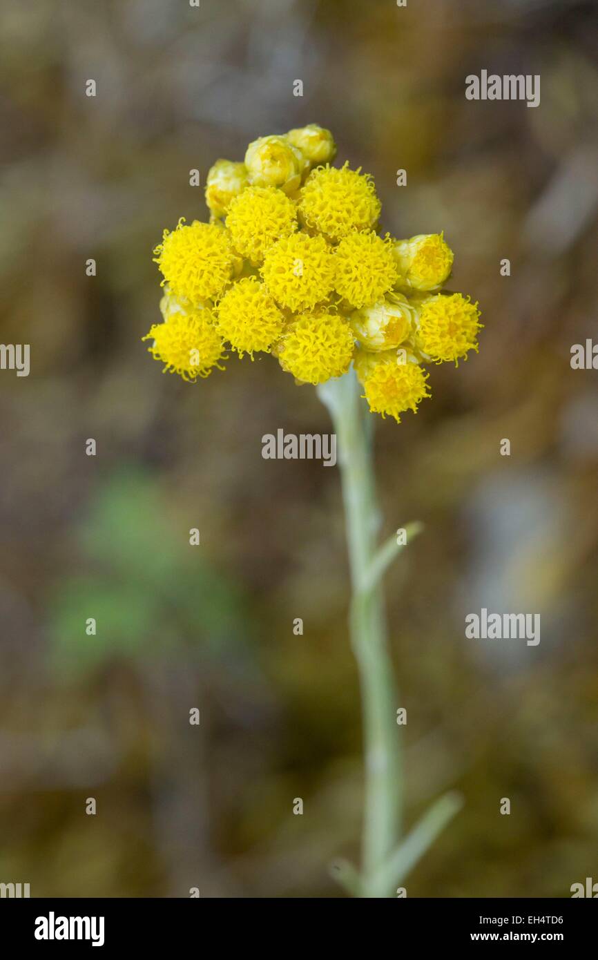 France, Vendee, La Barre de Monts, Immortelle dunes (Helichrysum stoechas) Stock Photo