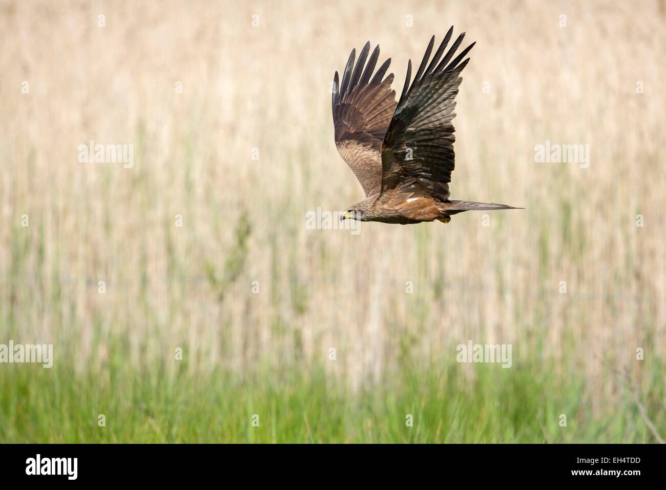 France, Charente Maritime, Black Kite (Milvus migrans) Stock Photo