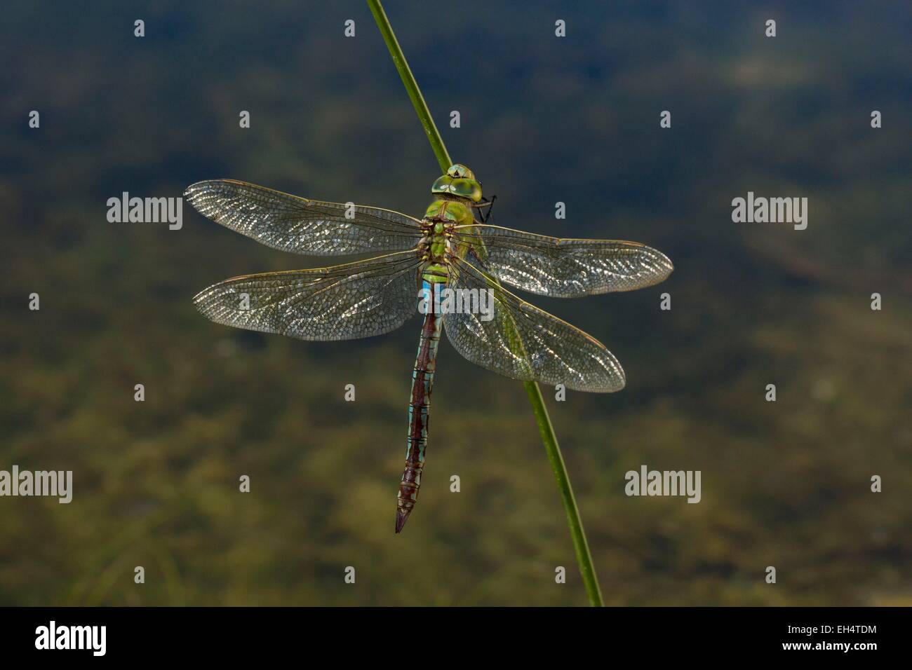 France, Vendee, Saint Jean de Monts, Odonata, dragonflies, Female, Emperor (Anax imperator) Stock Photo