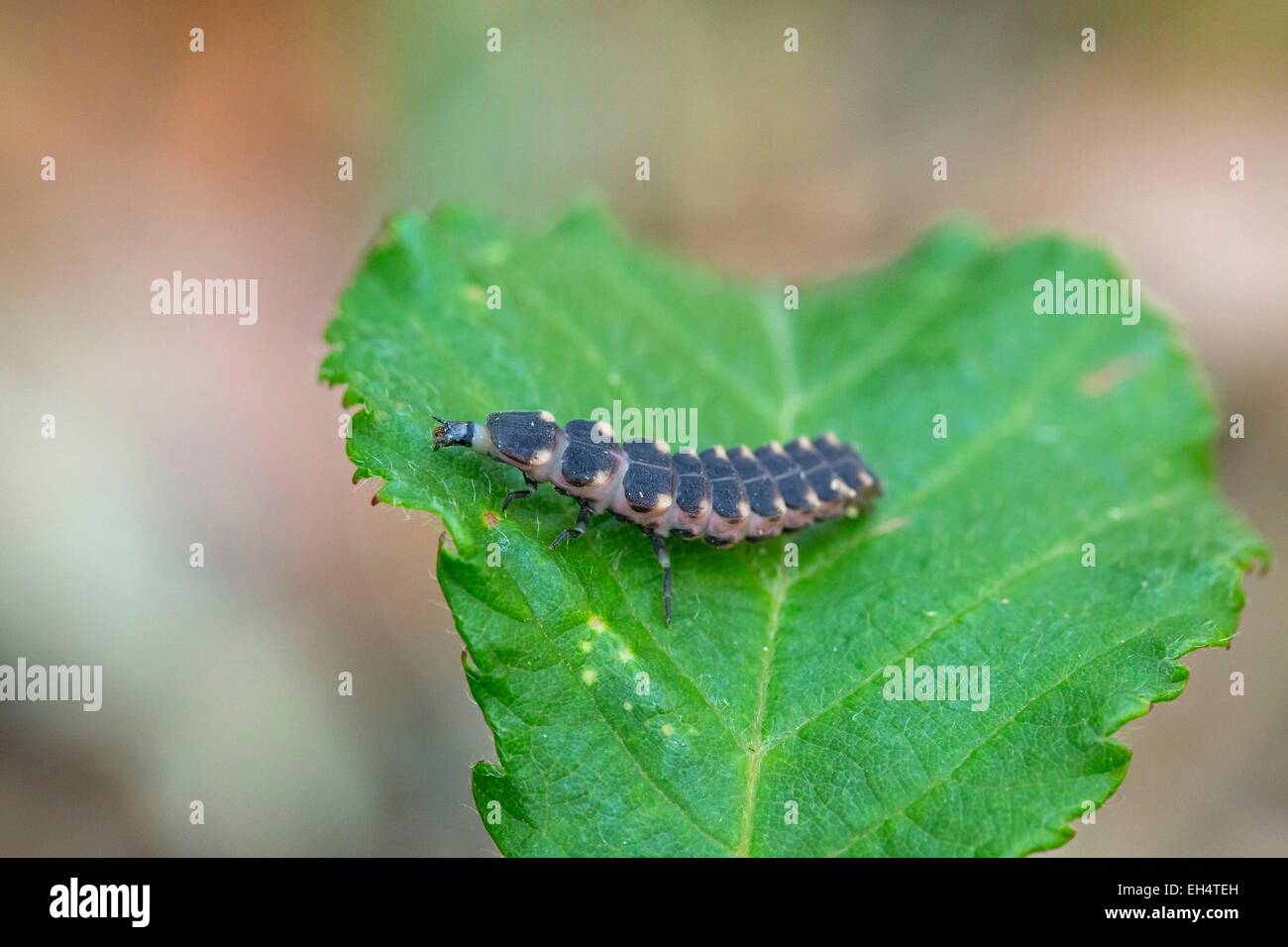 Glow worm france hi-res stock photography and images - Alamy