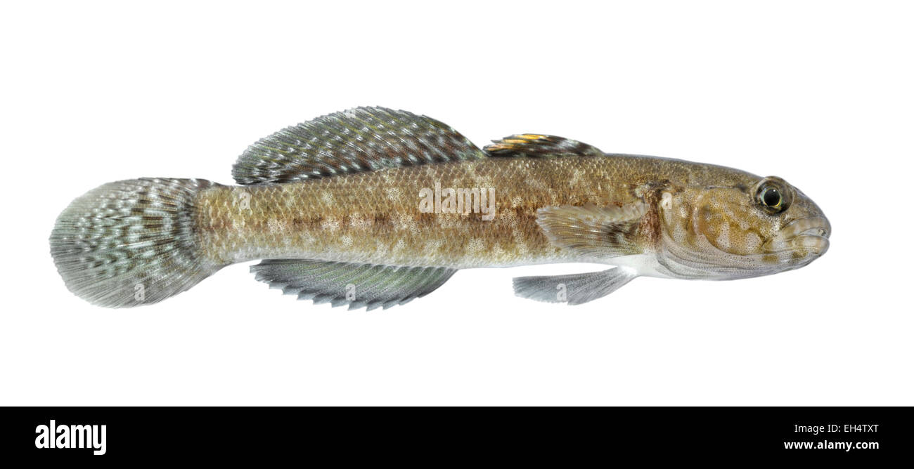 Rock Goby - Gobius paganellus Stock Photo