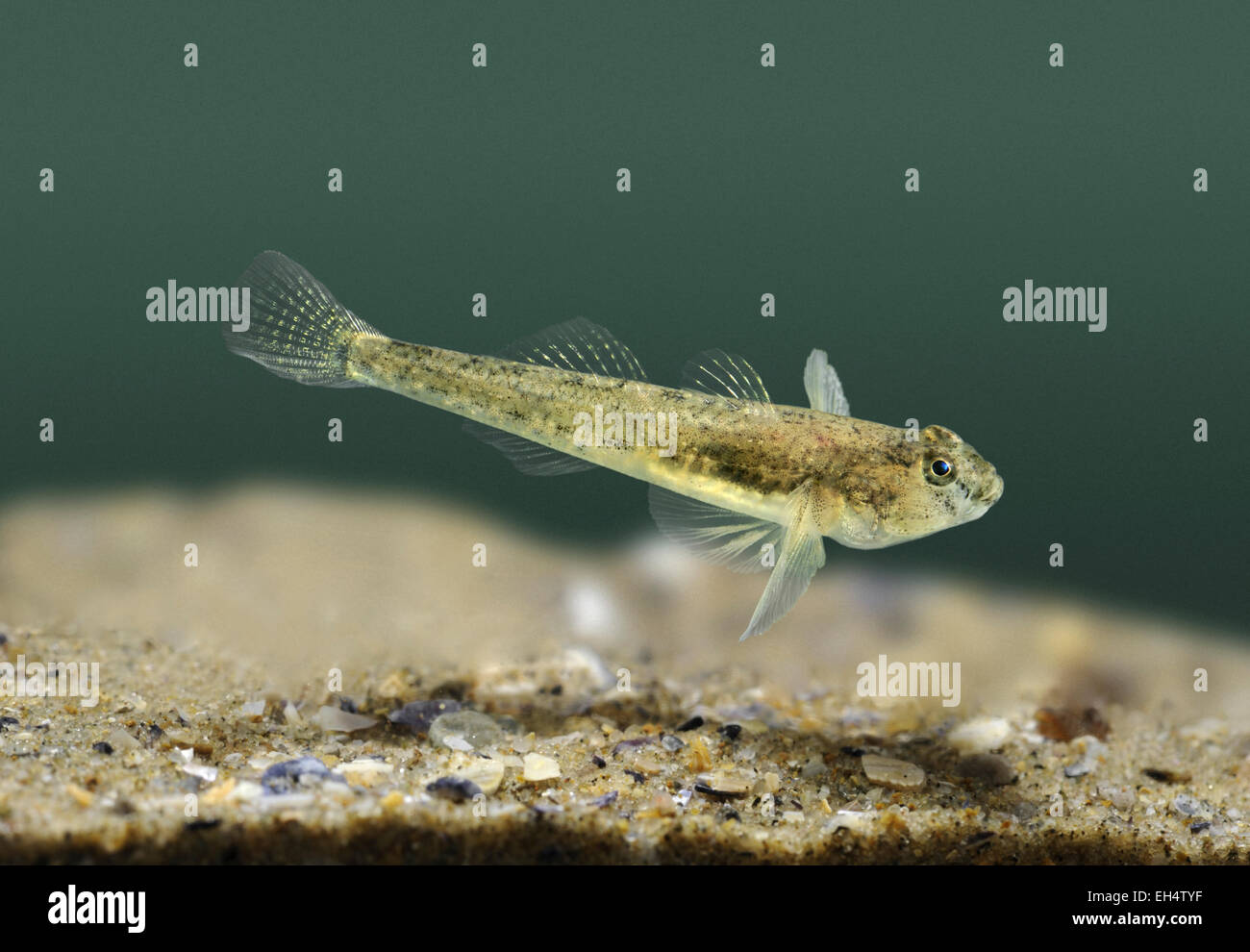 Common Goby - Pomatoschistus microps Stock Photo