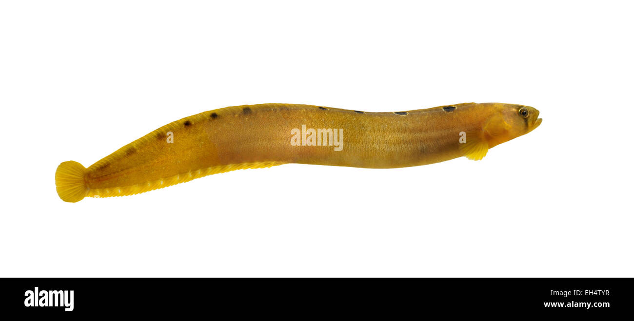 Butterfish Pholis gunnellus Stock Photo Alamy