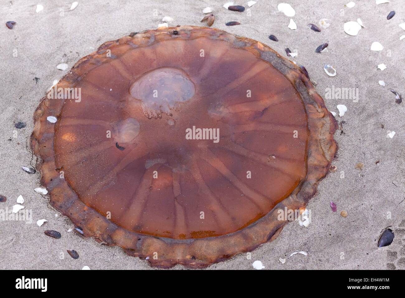 Namibia, Erongo region, Walvis bay, compass jellyfish (Chrysaora hysoscella) Stock Photo
