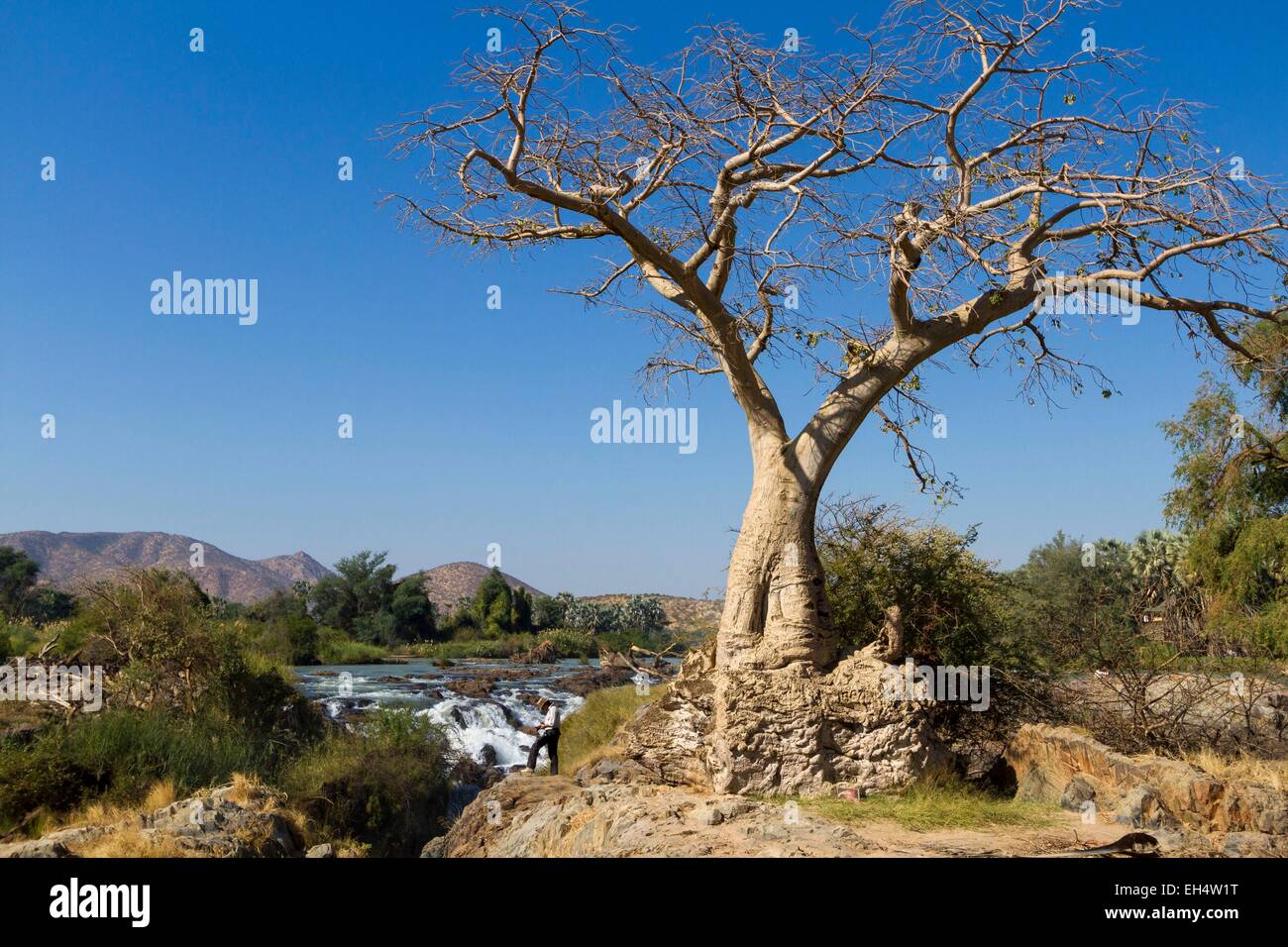 Namibia, Kunene region, Kaokoland, Epupa Falls, photographer in front of a baobab Stock Photo