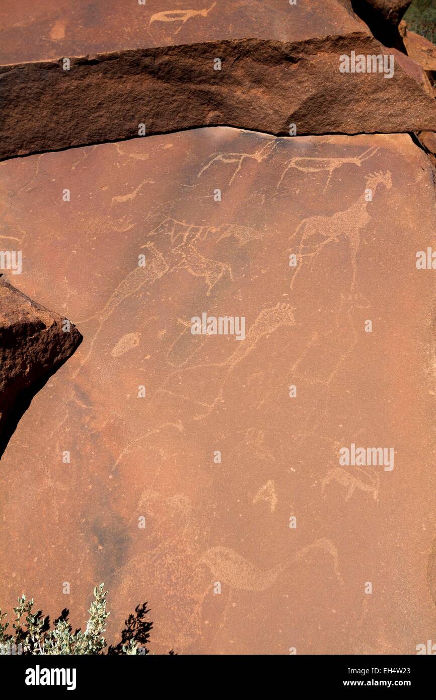 Namibia, Kunene region, Damaraland, rock carvings of Twyfelfontein ...